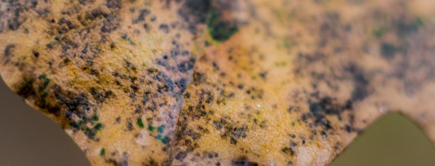 Free Stock Photo of A Yellow Leaf Closeup