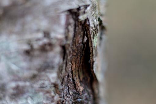 Free Stock Photo of Bark of Tree - Close Up
