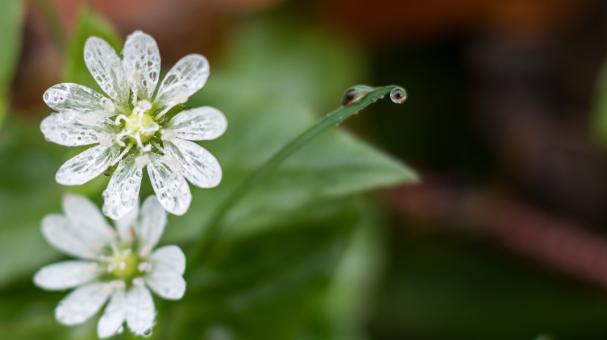 Free Stock Photo of Last White Flowers of Fall