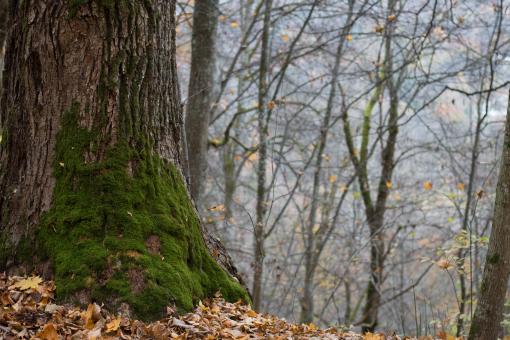 Free Stock Photo of Forest Autumn Beauty