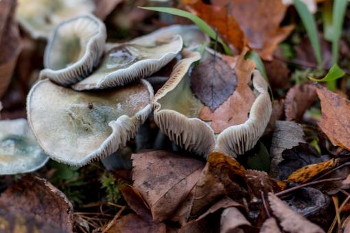 Free Stock Photo of Mushrooms