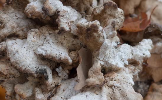 Free Stock Photo of Weird looking mushrooms