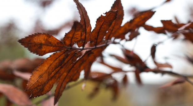 Free Stock Photo of Red Color of Fall