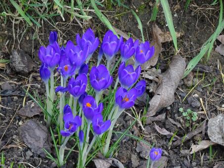 Free Stock Photo of Early spring deep blue crocus