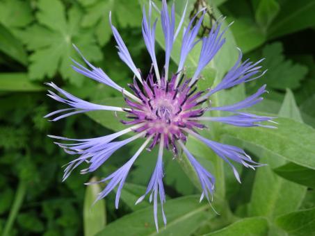 Free Stock Photo of Very common garden plant