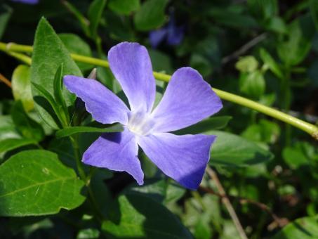 Free Stock Photo of Madagascar periwinkle