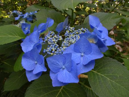 Free Stock Photo of Variety of hydrangea with flat deep blue flowers