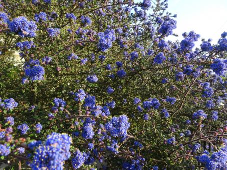 Free Stock Photo of Ceanothus shrub blooming