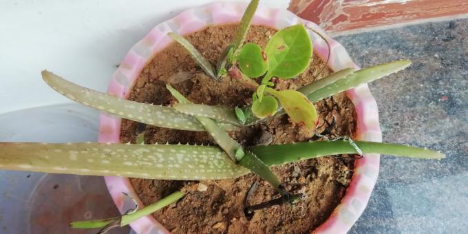Free Stock Photo of Aloe Vera Plant