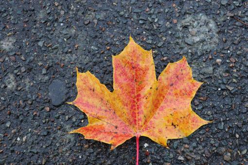 Free Stock Photo of Yellow-red leaf on a street