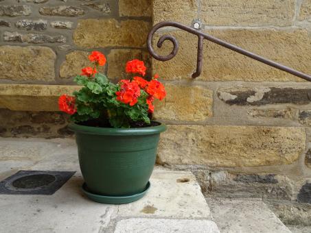 Free Stock Photo of Pot of geranium at the entrance of a church