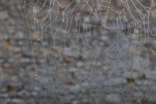 Free Stock Photo of November spider... Longer winter!