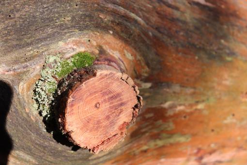 Free Stock Photo of Cut Tree Close Up