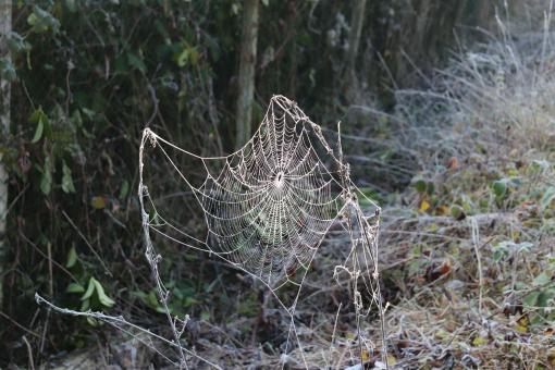 Free Stock Photo of Freezing Spiderweb