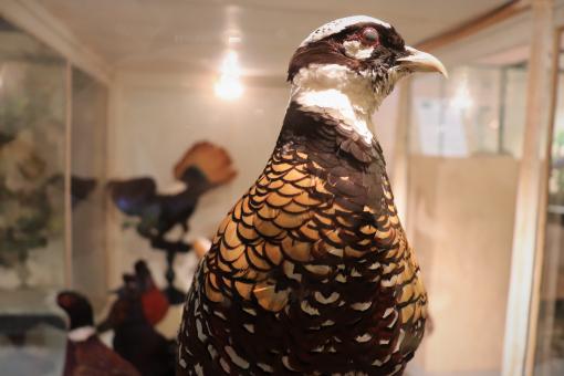 Free Stock Photo of Gorgeous Stuffed Pheasant