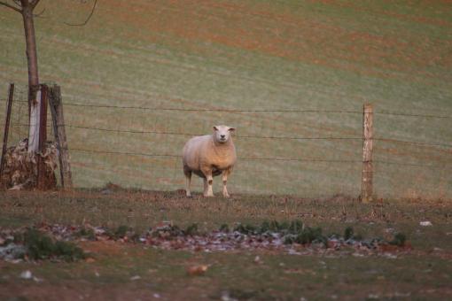Free Stock Photo of It's about time you're coming ! I'm freezing in that field !!