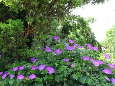 Free Stock Photo of Perennial geranium's flowers