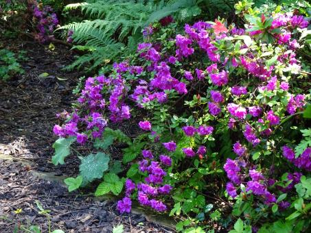 Free Stock Photo of Azalea in April...