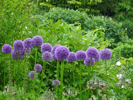 Free Stock Photo of Inescapable ornemental garlic !
