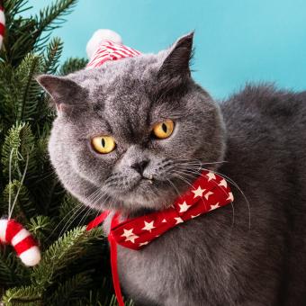Free Stock Photo of Christmas Cat