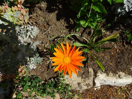 Free Stock Photo of Lonely plant from above...