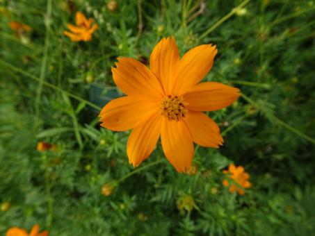 Free Stock Photo of Perfect orange flower !