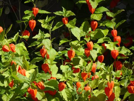 Free Stock Photo of ground cherry alkekengi gigantea (Chinese lantern)