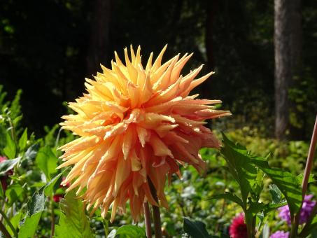 Free Stock Photo of Side view of orange-yellow dahlia