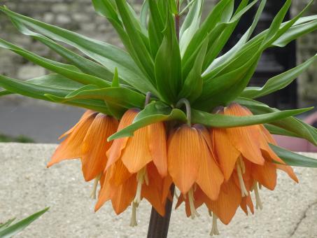 Free Stock Photo of Orange imperial fritillaria's close-up