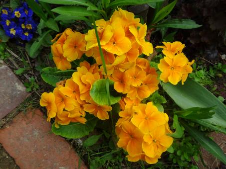 Free Stock Photo of Early spring orange garden pansy
