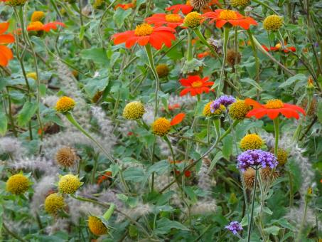 Free Stock Photo of Bed of orange spring flowers in a garden