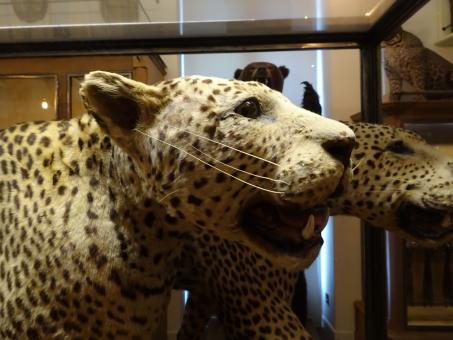 Free Stock Photo of Naturalized leopard