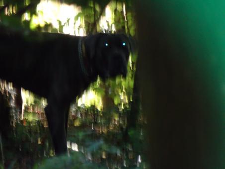 Free Stock Photo of NOBODY is allowed to photograph Lucifer!! Ah! Ah! Ah!