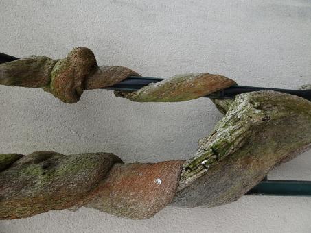 Free Stock Photo of Vegetal version of the Boston strangler!!