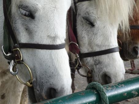Free Stock Photo of The twin donkeys