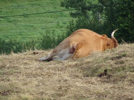 Free Stock Photo of There's no better place to sleep than our food supply...
