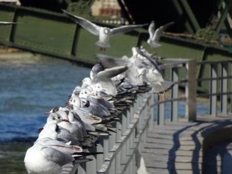 Free Stock Photo of Seagulls on the fence of a riverbank