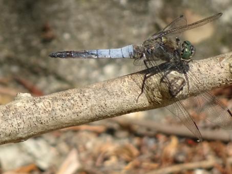 Free Stock Photo of I've got to be careful with my glass wings...