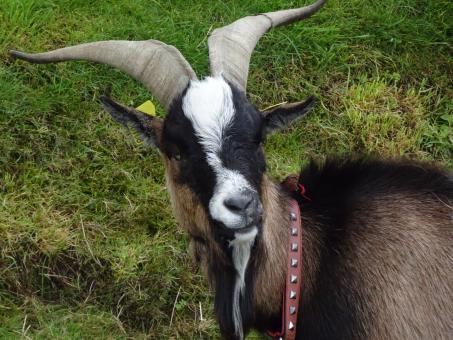 Free Stock Photo of If you look for a scapegoat, I'm not your man!!