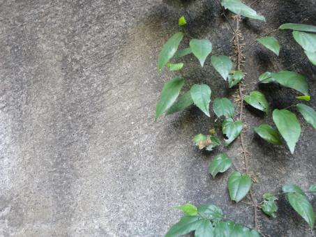 Free Stock Photo of Plant and wall texture