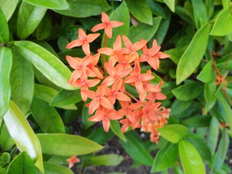 Free Stock Photo of Flower background