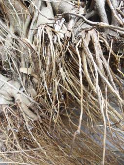 Free Stock Photo of Plant roots background