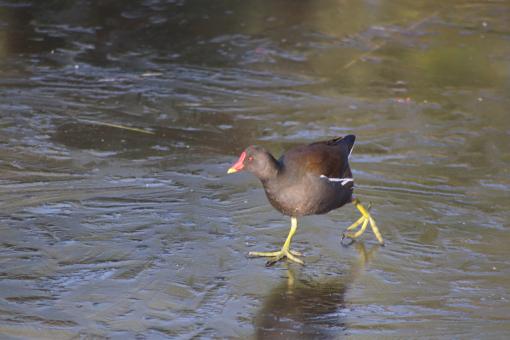 Free Stock Photo of Moorhen ice skating!