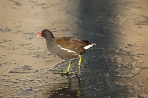 Free Stock Photo of Water hen on frozen pond