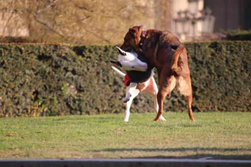 Free Stock Photo of Dogs playing together