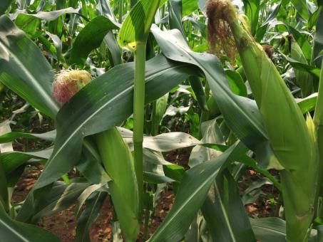Free Stock Photo of Corn field