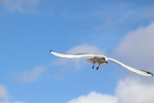 Free Stock Photo of Seagull in flight