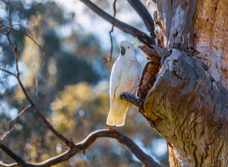 Free Stock Photo of Sulphur-crested Cockatoo