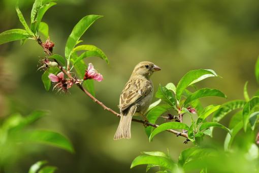 Free Stock Photo of Bel oiseau