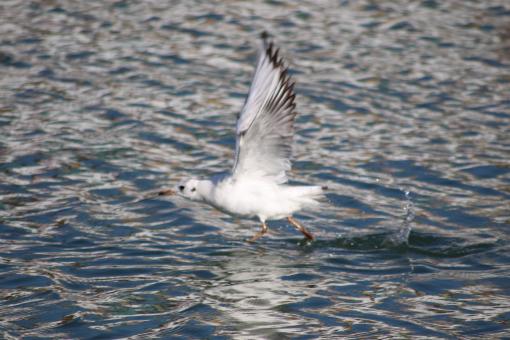 Free Stock Photo of Like Jesus, I can walk on water!!